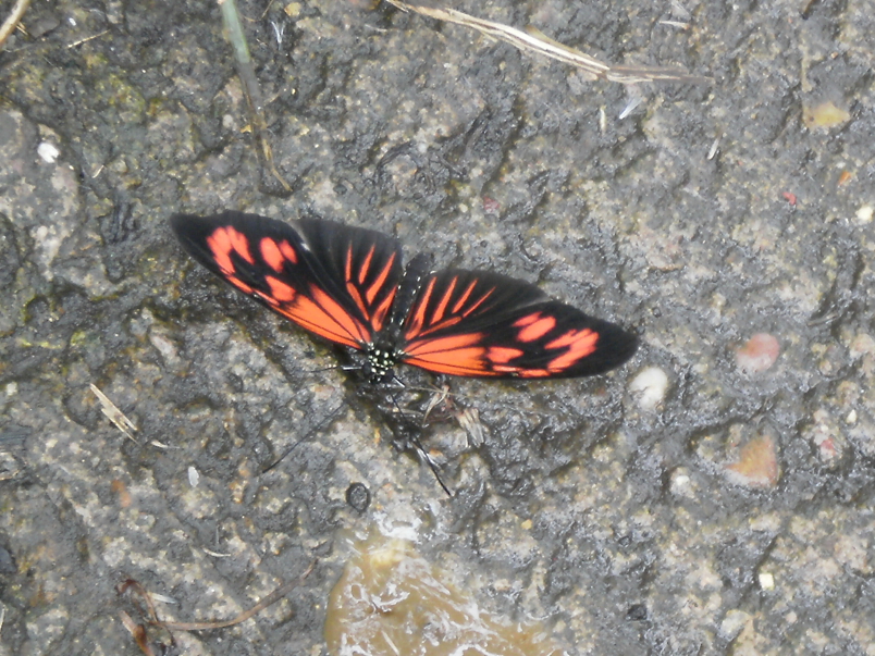 Butterfly Farm