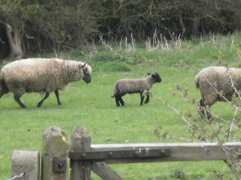 Cotswold Sheep