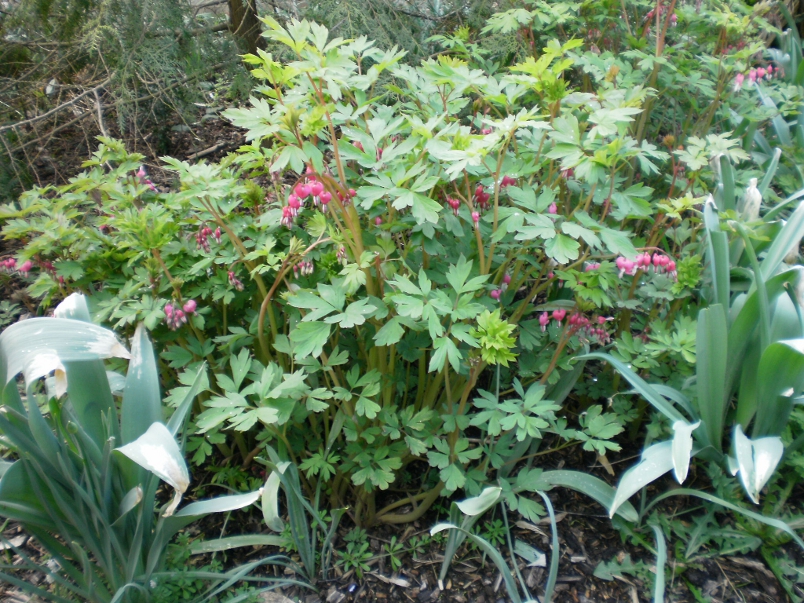 Batsford Spring Flowers