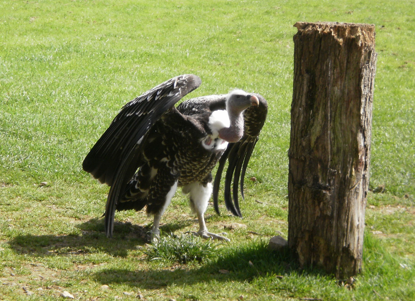 Bird of Prey