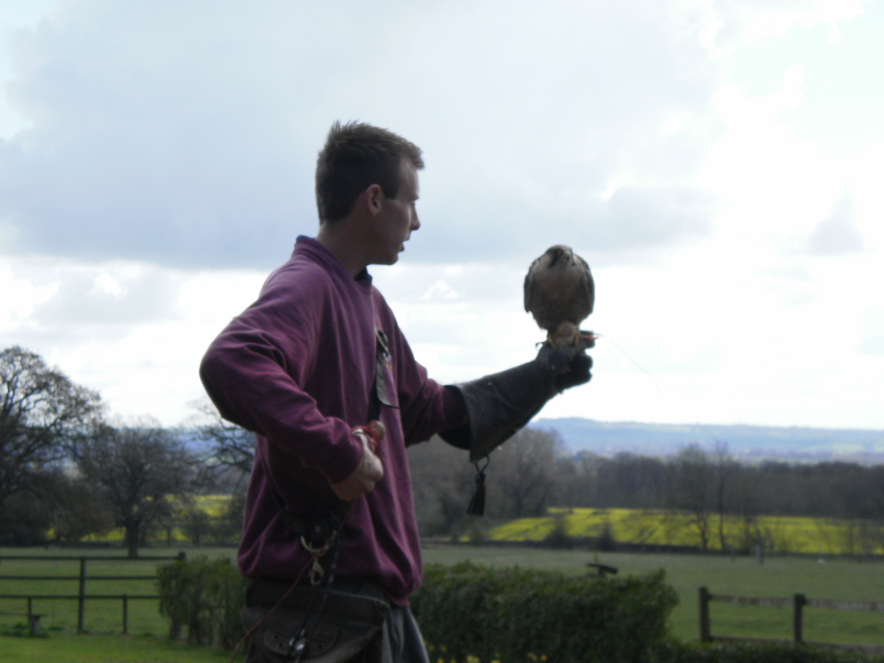Falconry Centre Demonstration