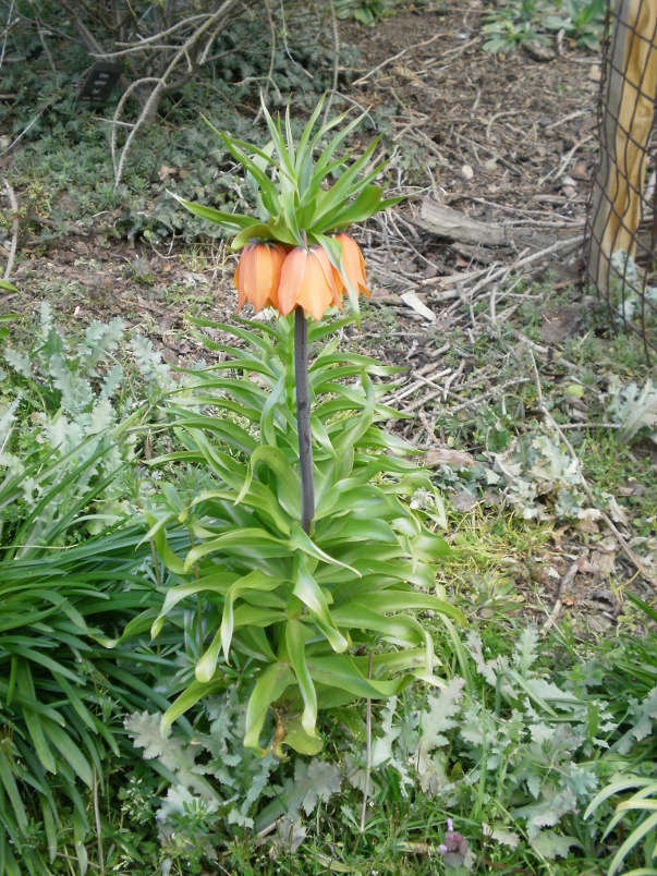 Unique Blooms