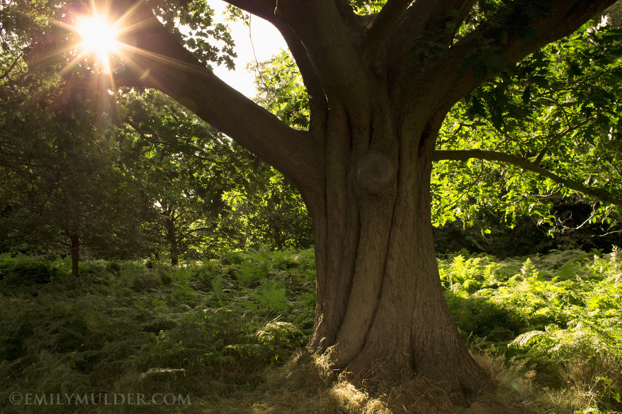 Idyll