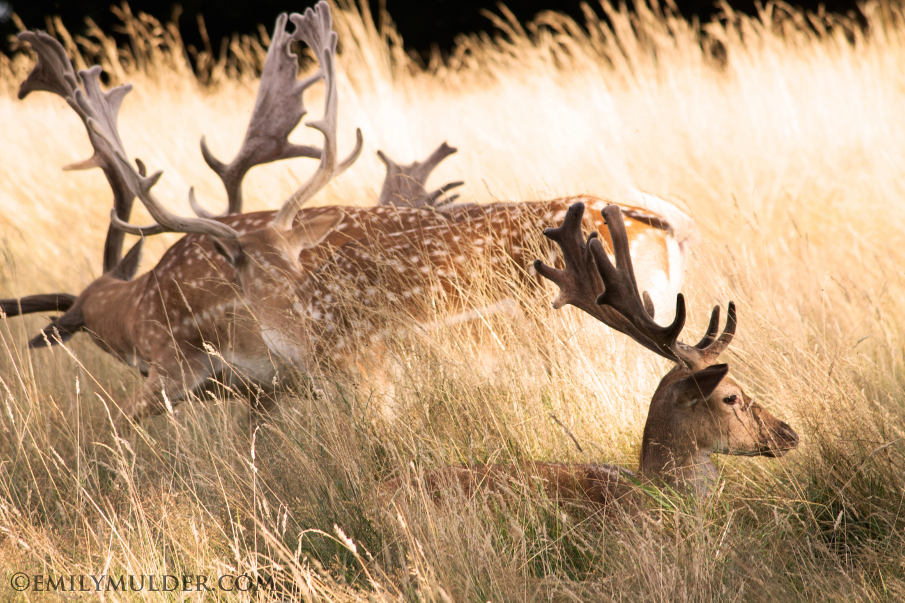 One of One Thousand Deer Pictures Taken This Day