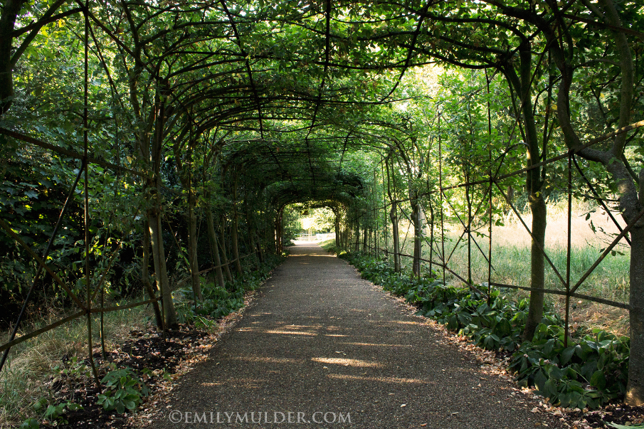 The John Beer Laburnum Walk