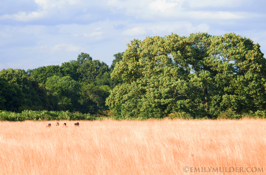 Youths in Summertime