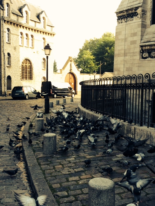 pigeons