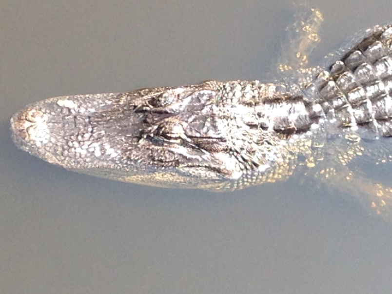 Alligator Kiawah Island