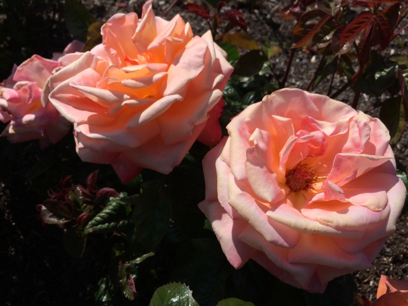 An Abundance of Flowers