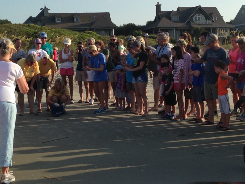 Counting Turtles Kiawah Island