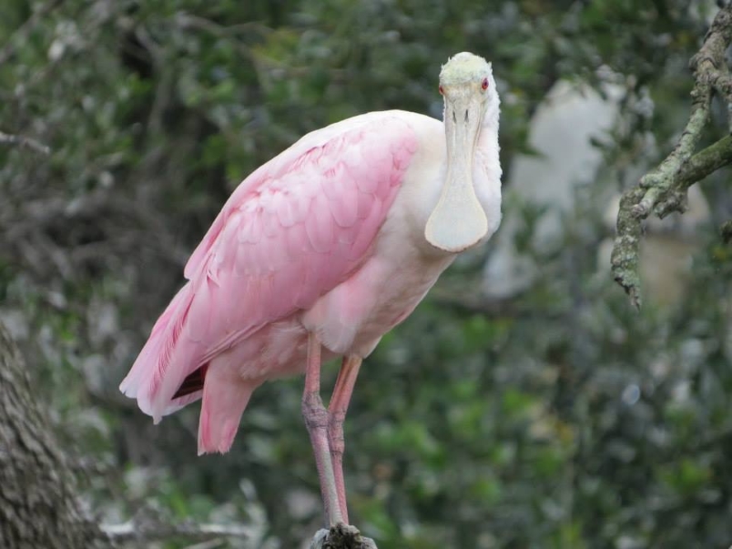 Roseate Spoonbill