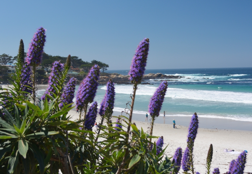 Carmel by the Sea Beach View