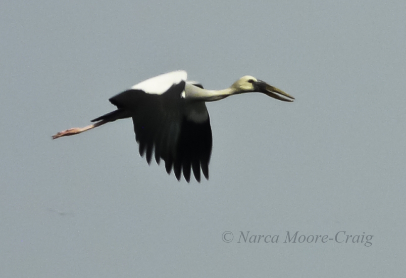 Asian Openbill