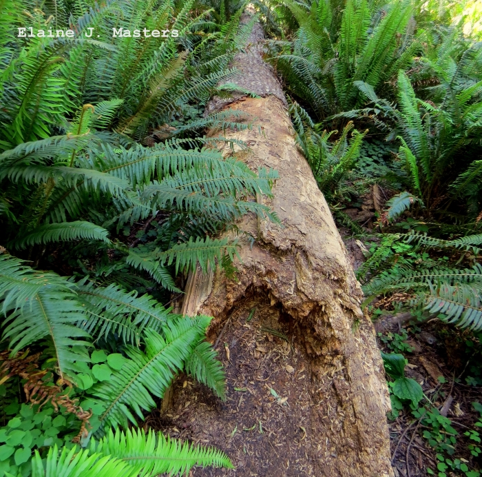 Fallen Redwood