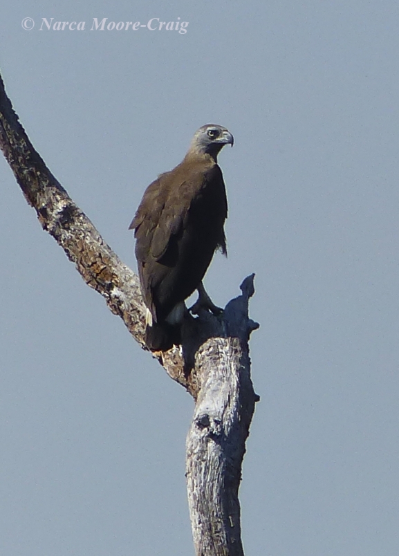 Gray-headed Fishing Eagle