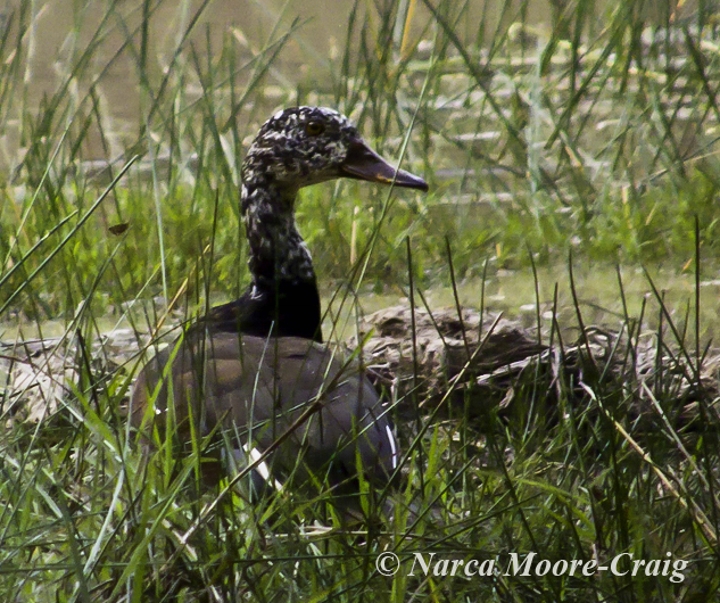 White-winged Duck