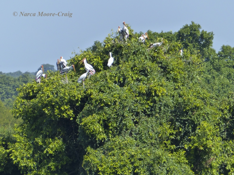 Painted & Milky storks