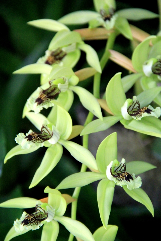 Sleeping Giant Orchid