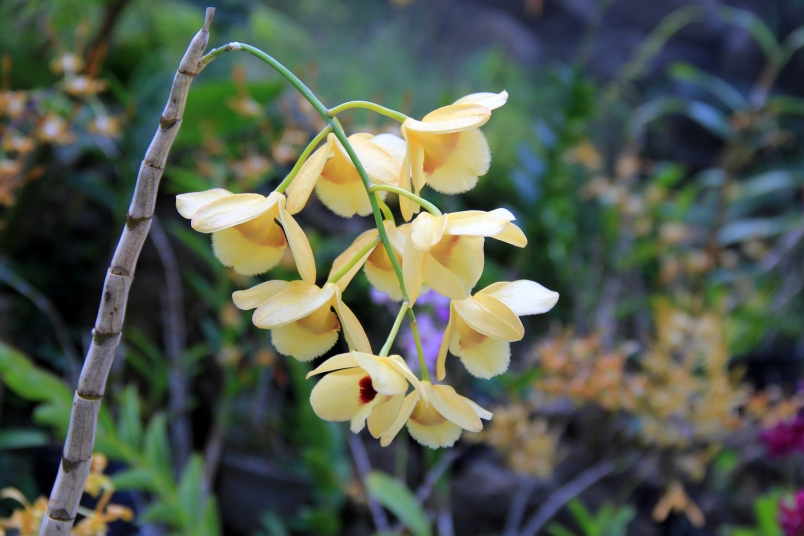 Sleeping Giant Orchid3