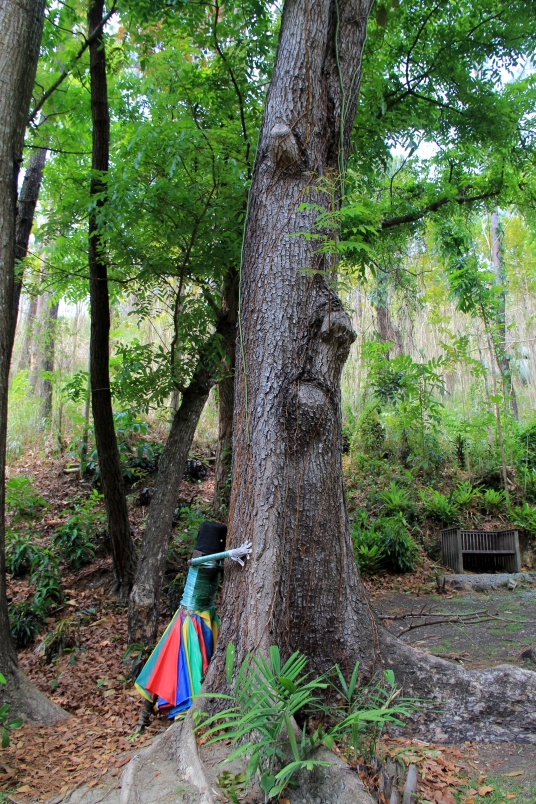 Sleeping Giant Tree