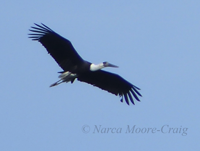 Woolly-necked Stork