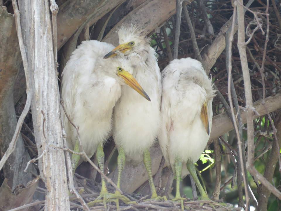 Great egret chicks