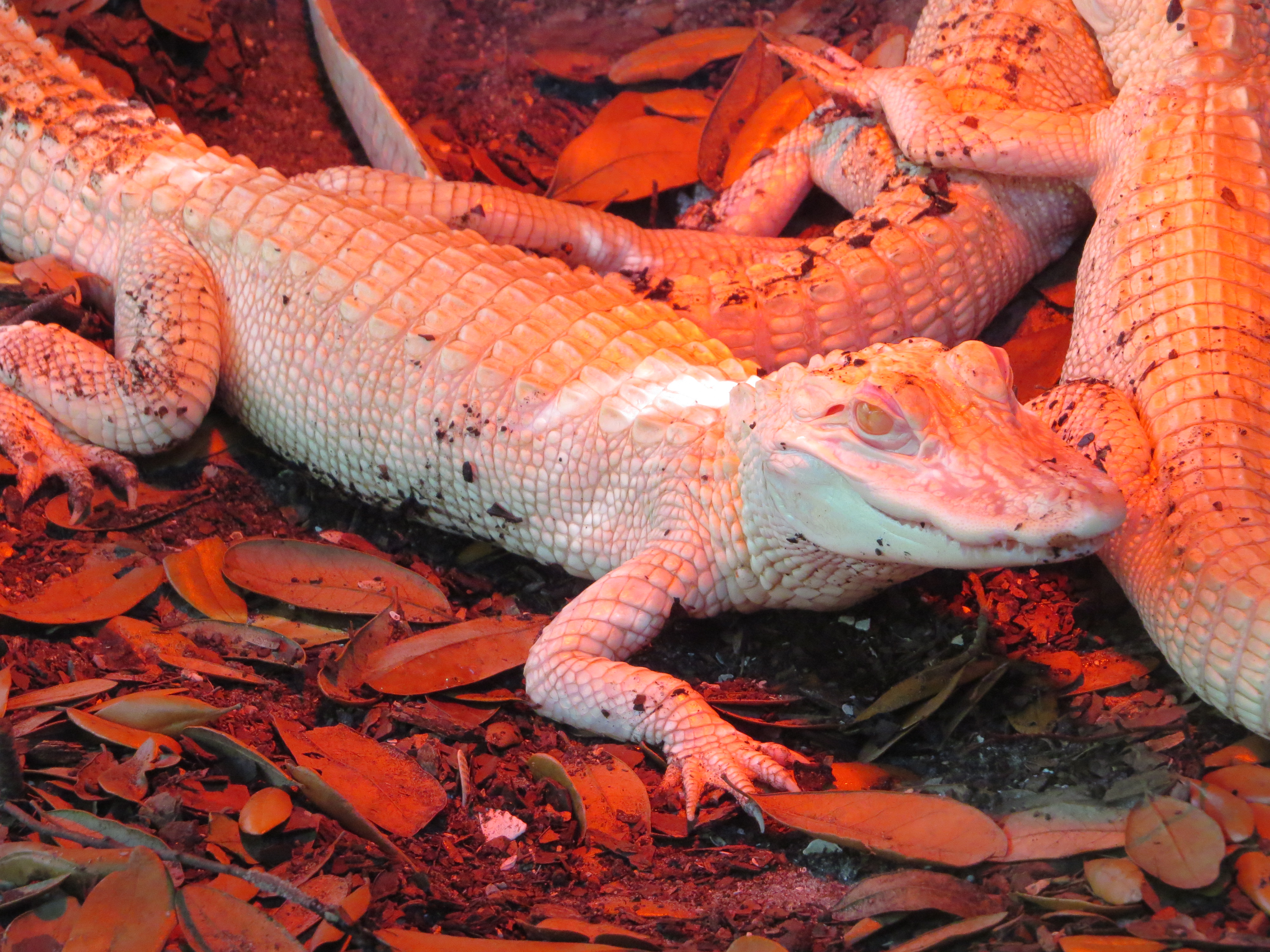 Juvenile white alligators