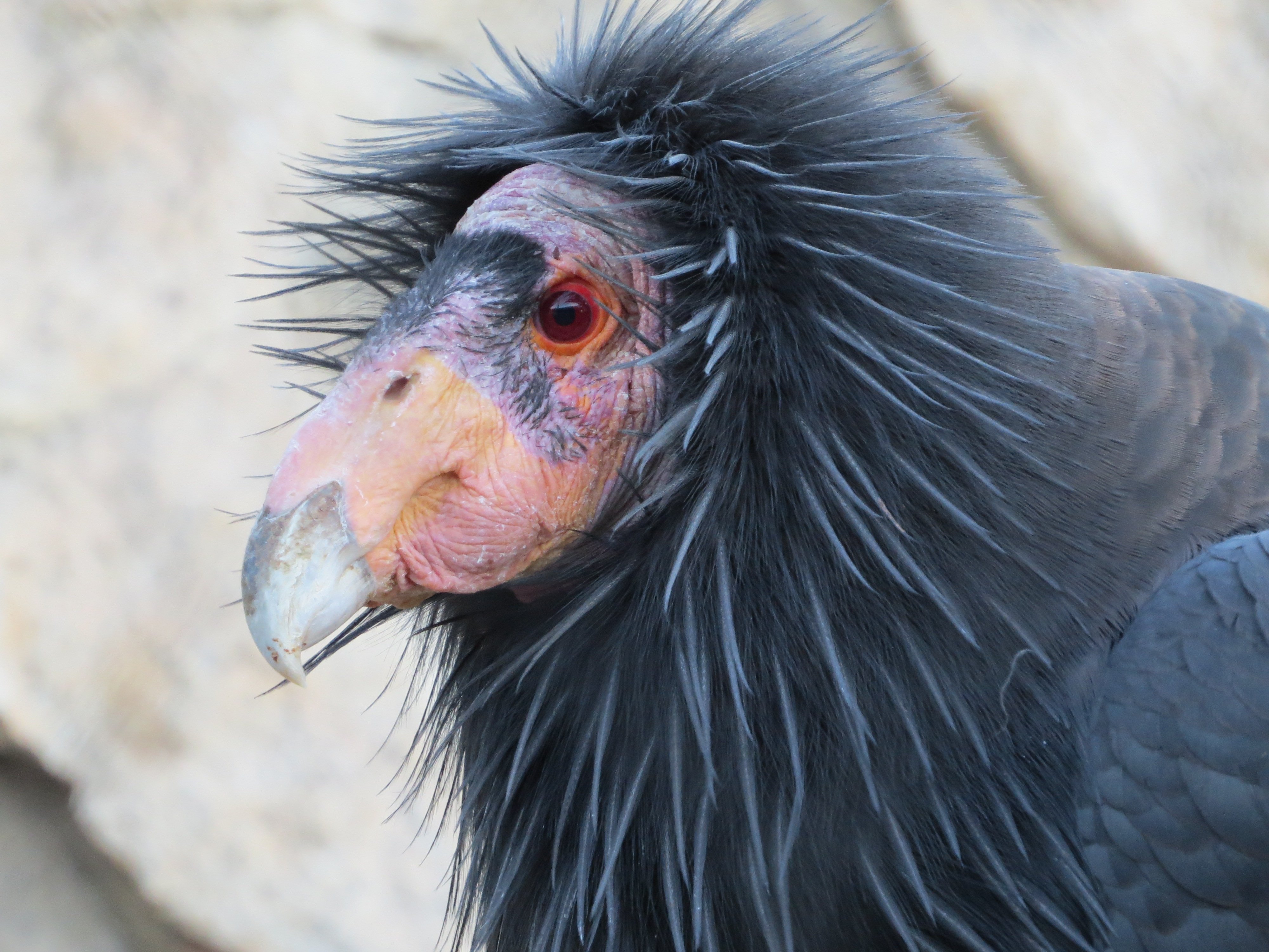 California Condor - San Diego Zoo Safari Park