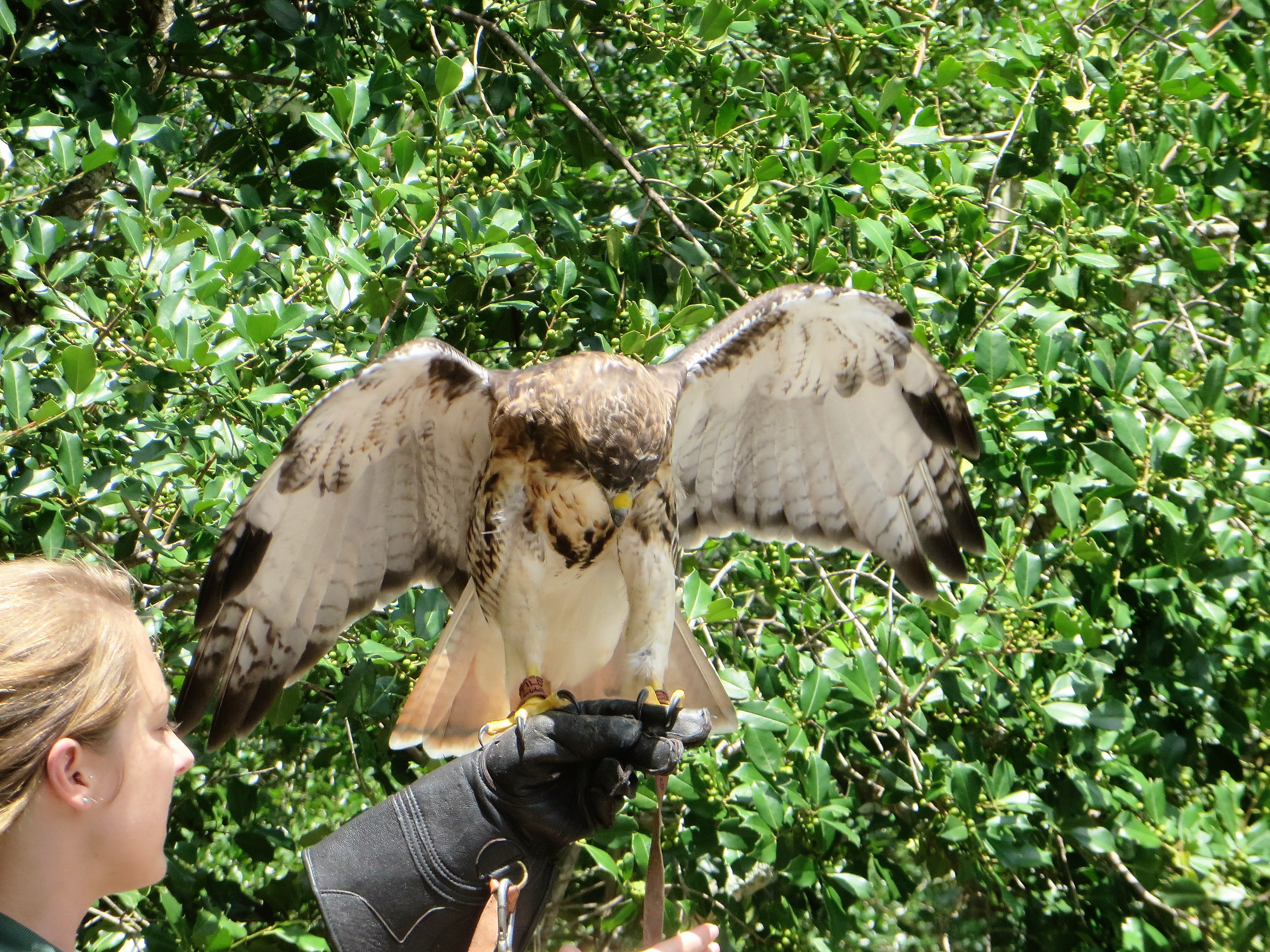 Birds of Prey Show at the Discovery Center - Callaway Gardens Pine Mountain Georgia