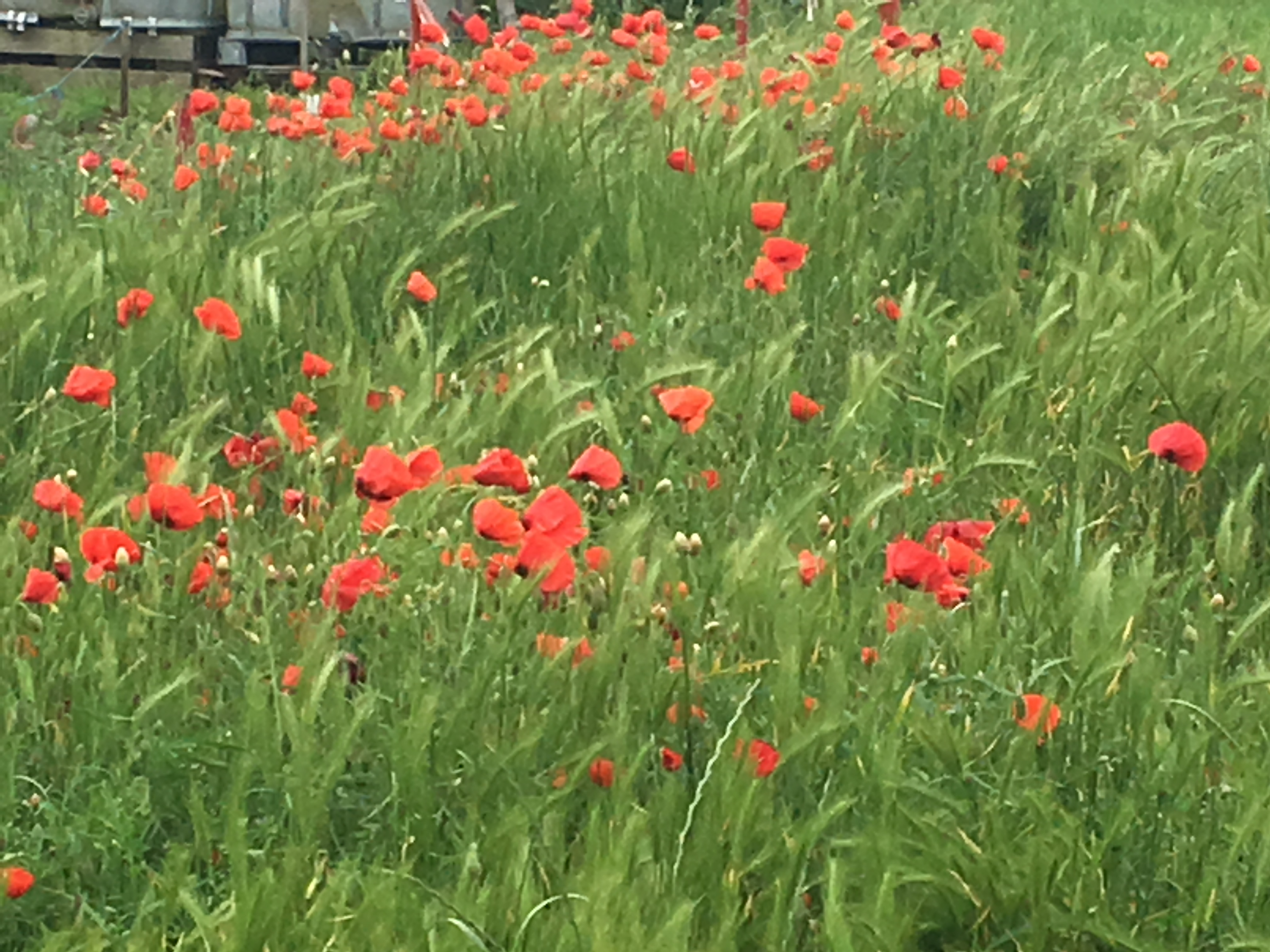 The Poppy Fields of France - Europeans Waterways