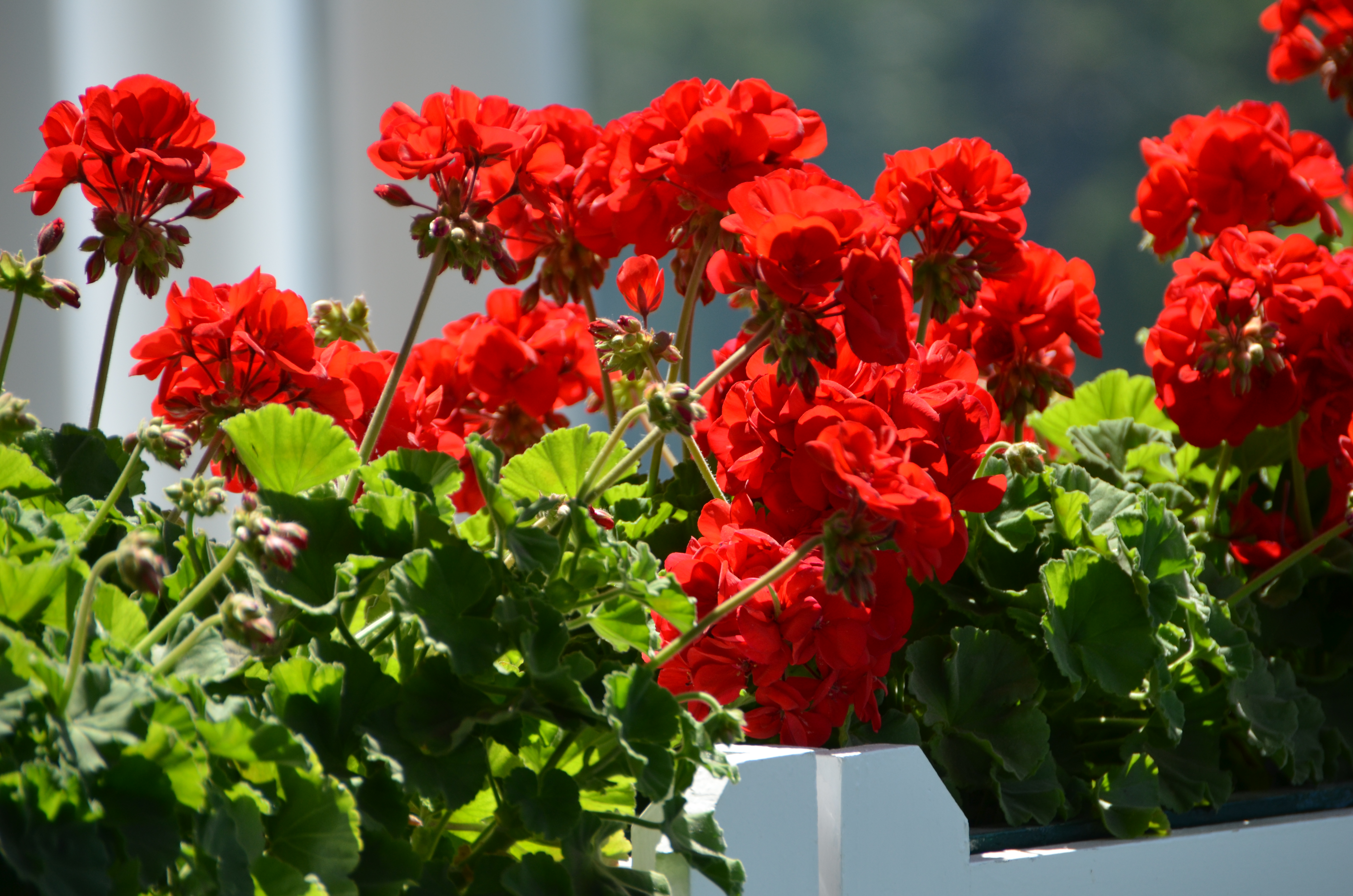 Red geranium logo of The Grand Hotel on Mackinac Island