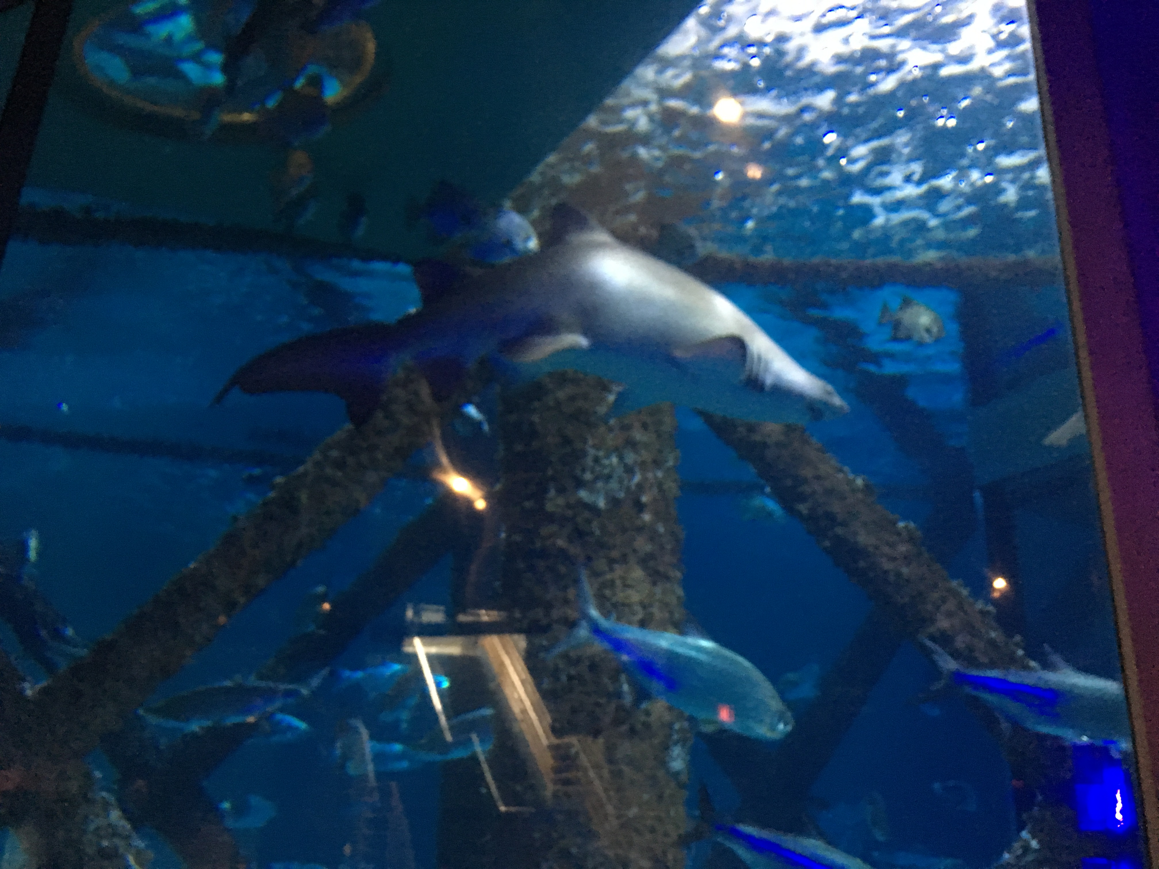 Audubon Aquarium Gulf of Mexico Tank