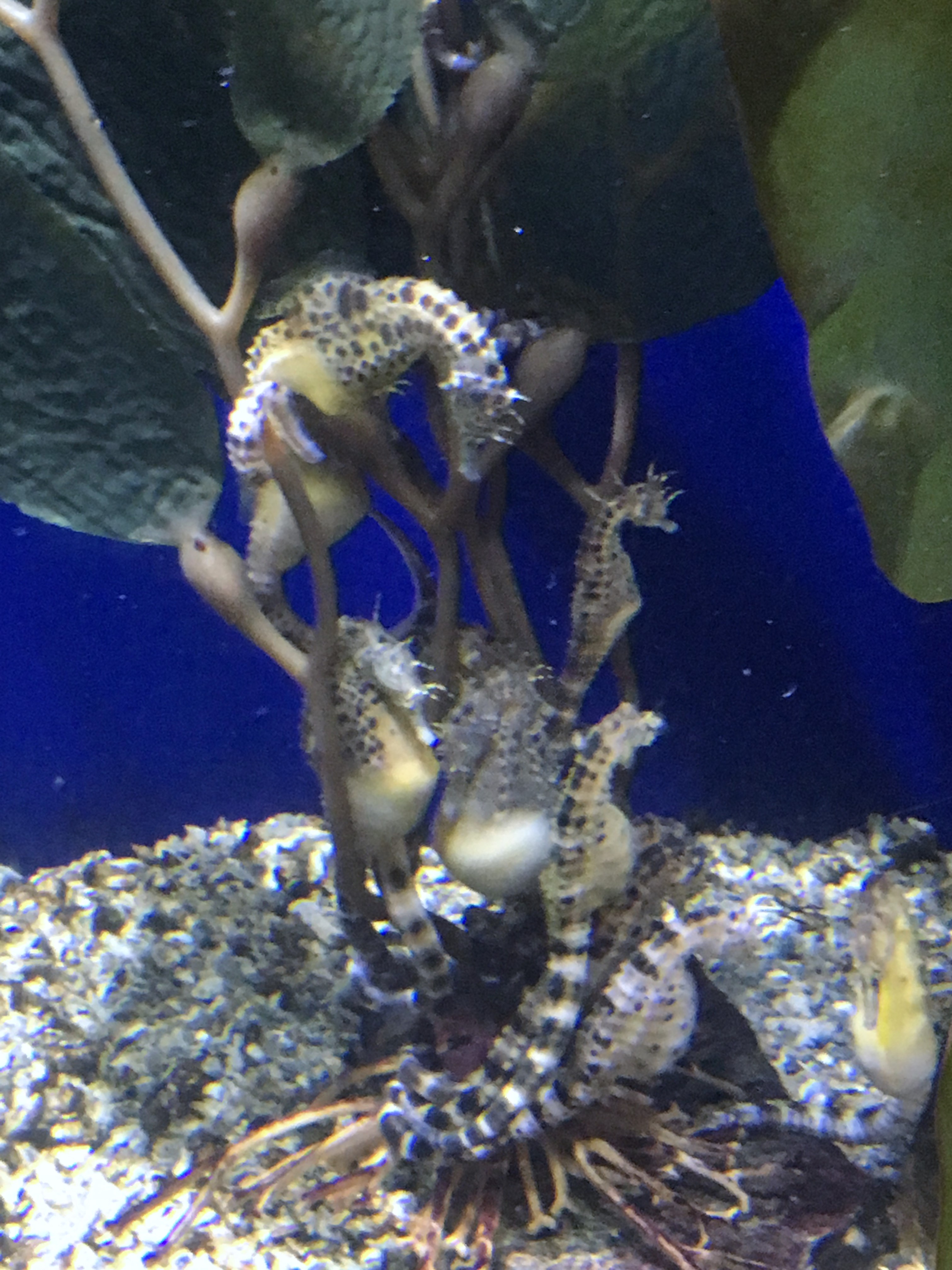 Audubon Aquarium Potbelly Seahorses