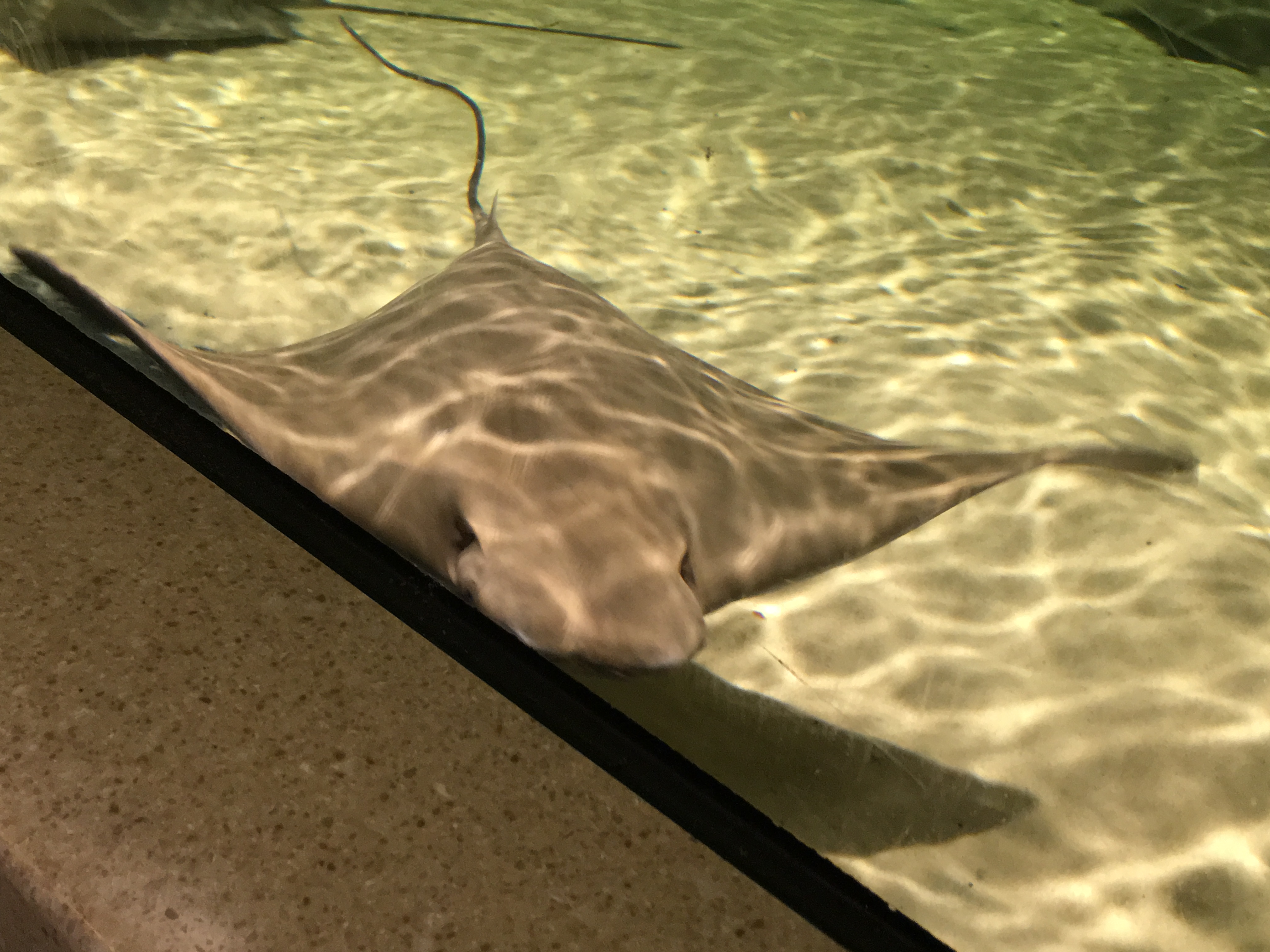 Audubon Aquarium Stingray Touchpool