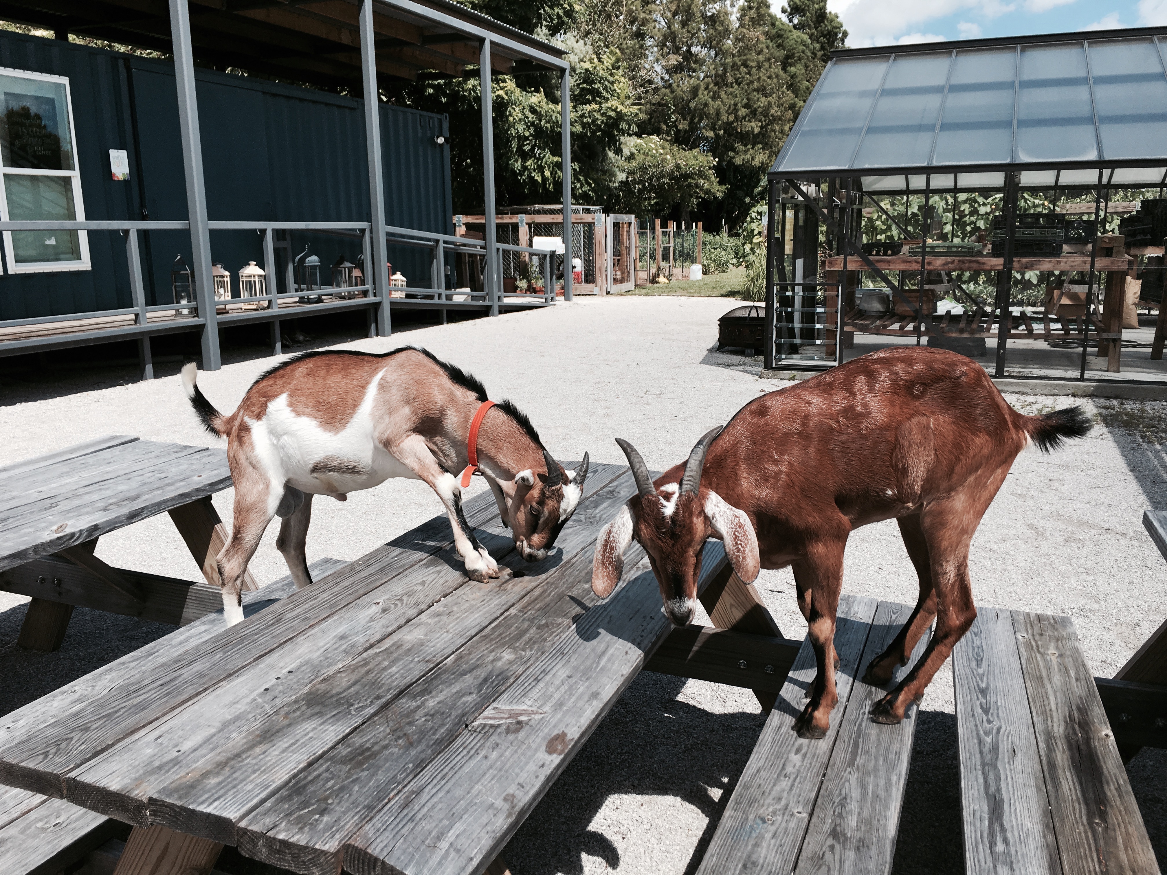 Press Street Gardens Goats
