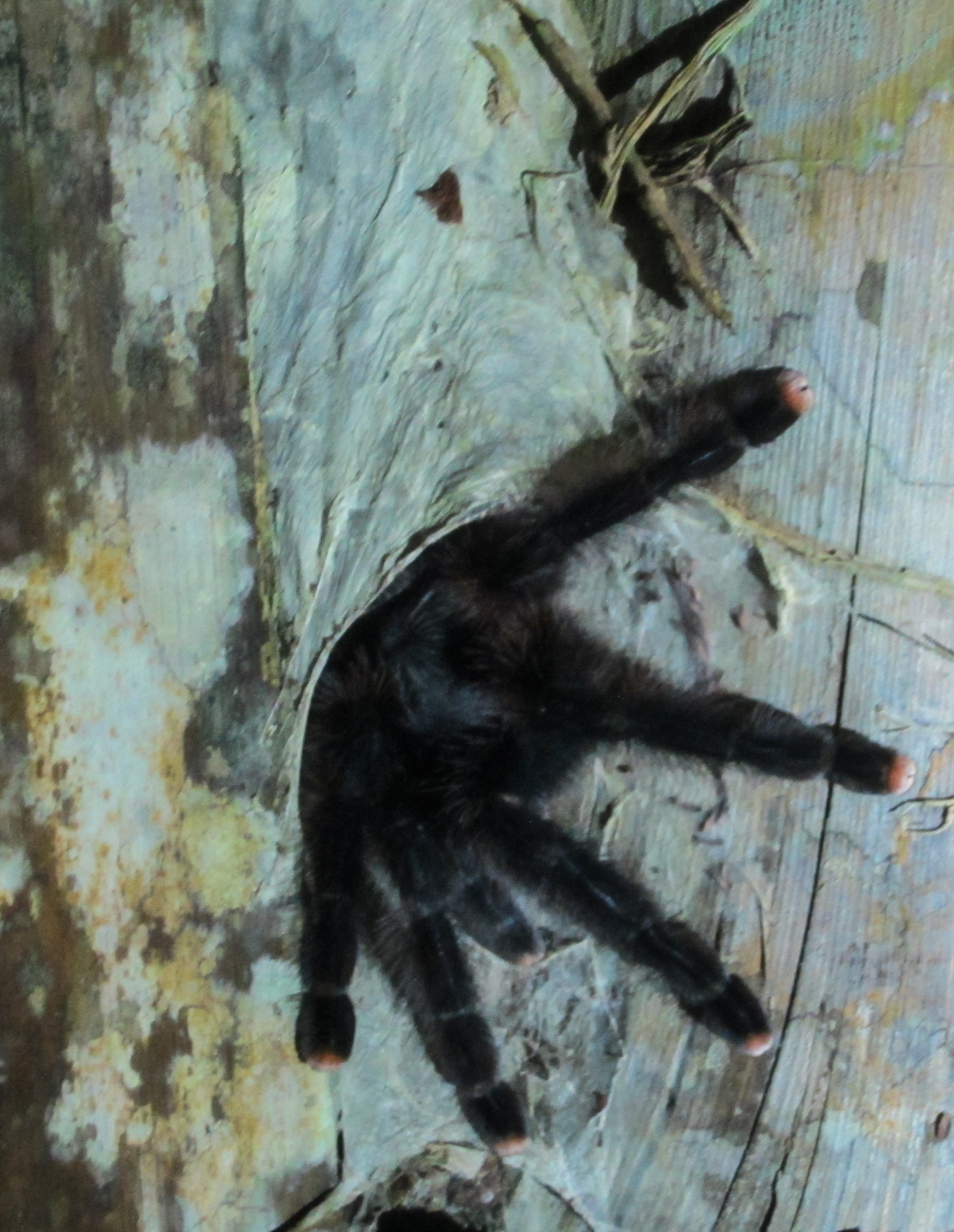 Tarantulas on night tour 5 unforgettable eco-adventures in Peru