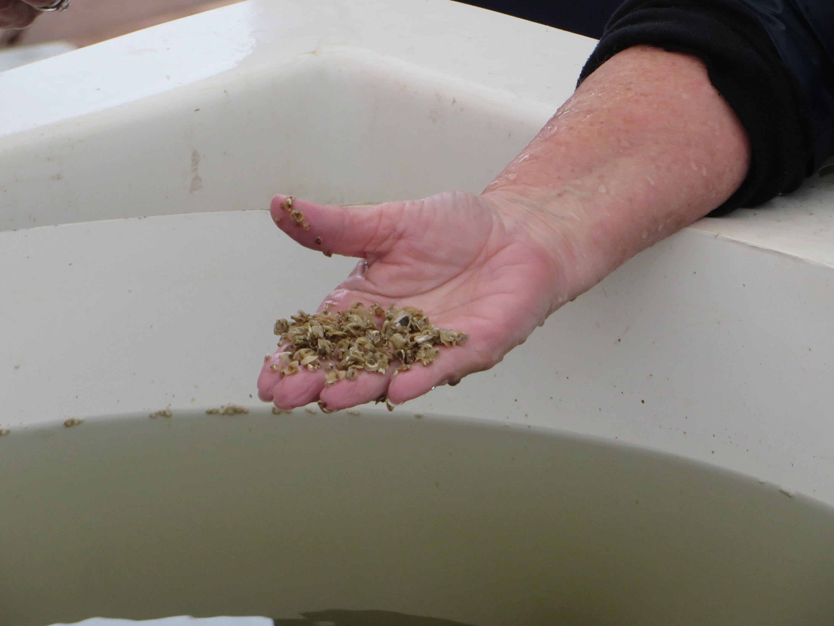 Closeup of baby oysters At Murder Point Oyster Farm Bayou La Batre