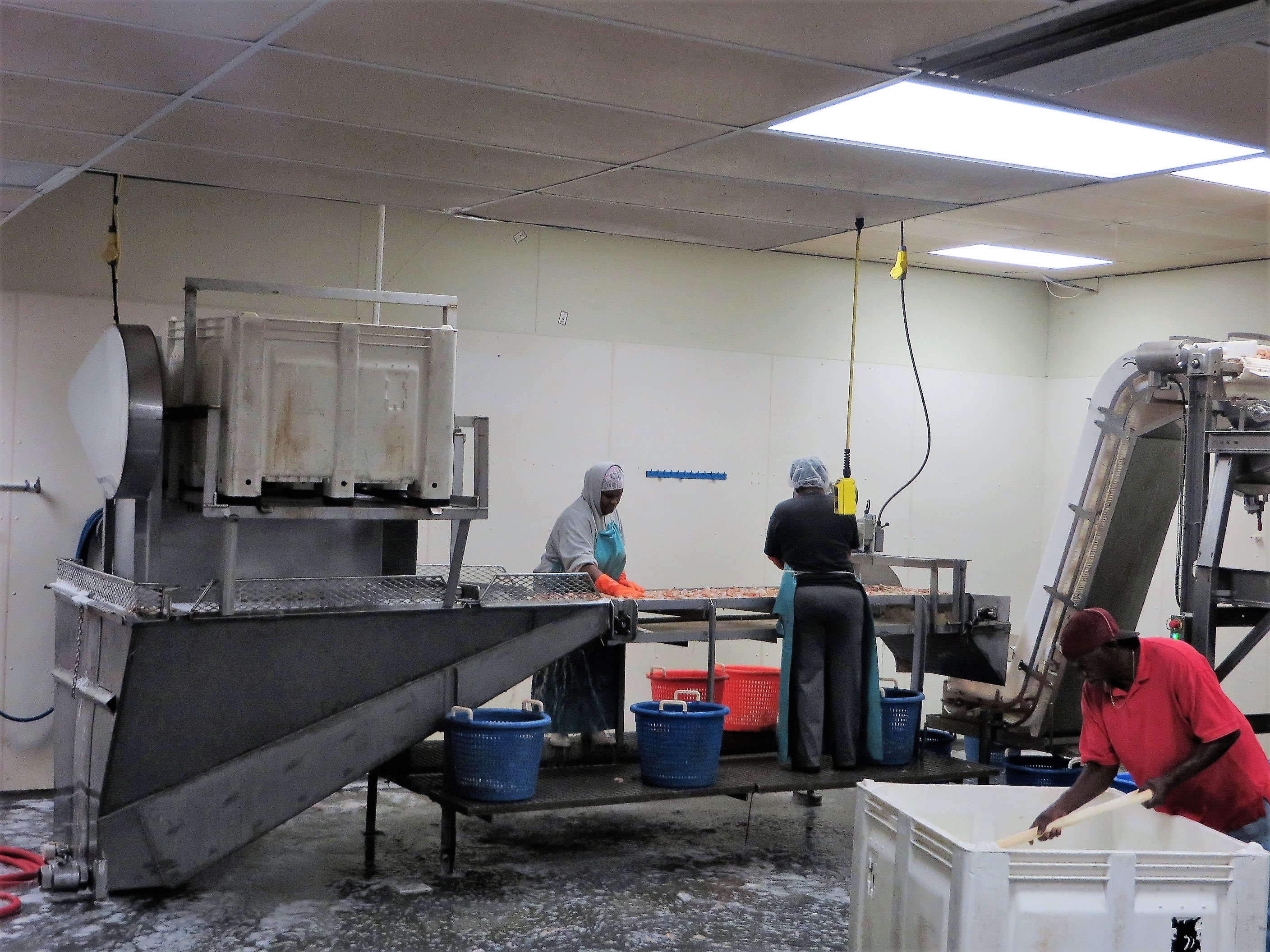 Graham Shrimp Company workers busily sorting shrimp