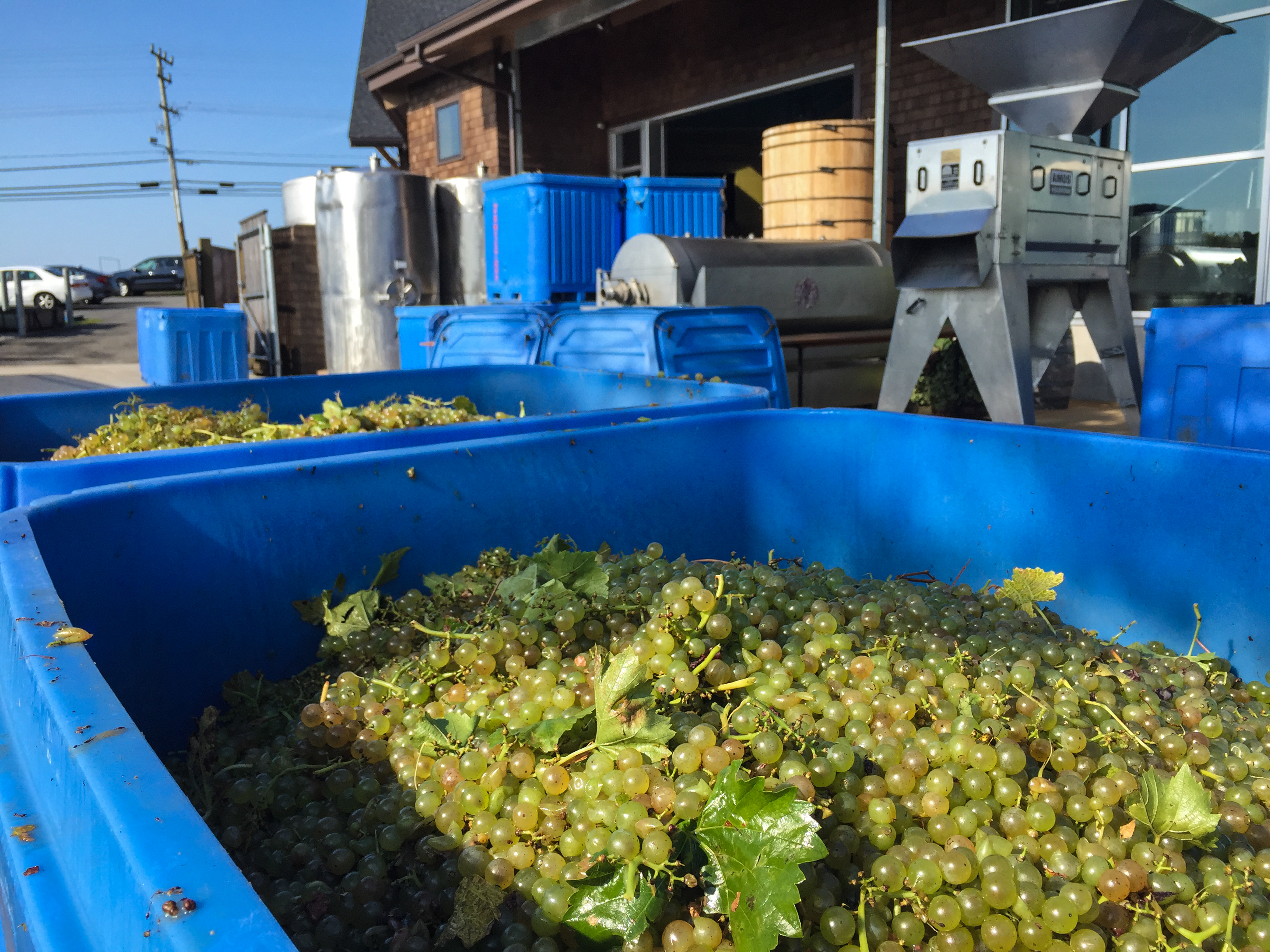 Harvesting Grapes at Newport Vineyard