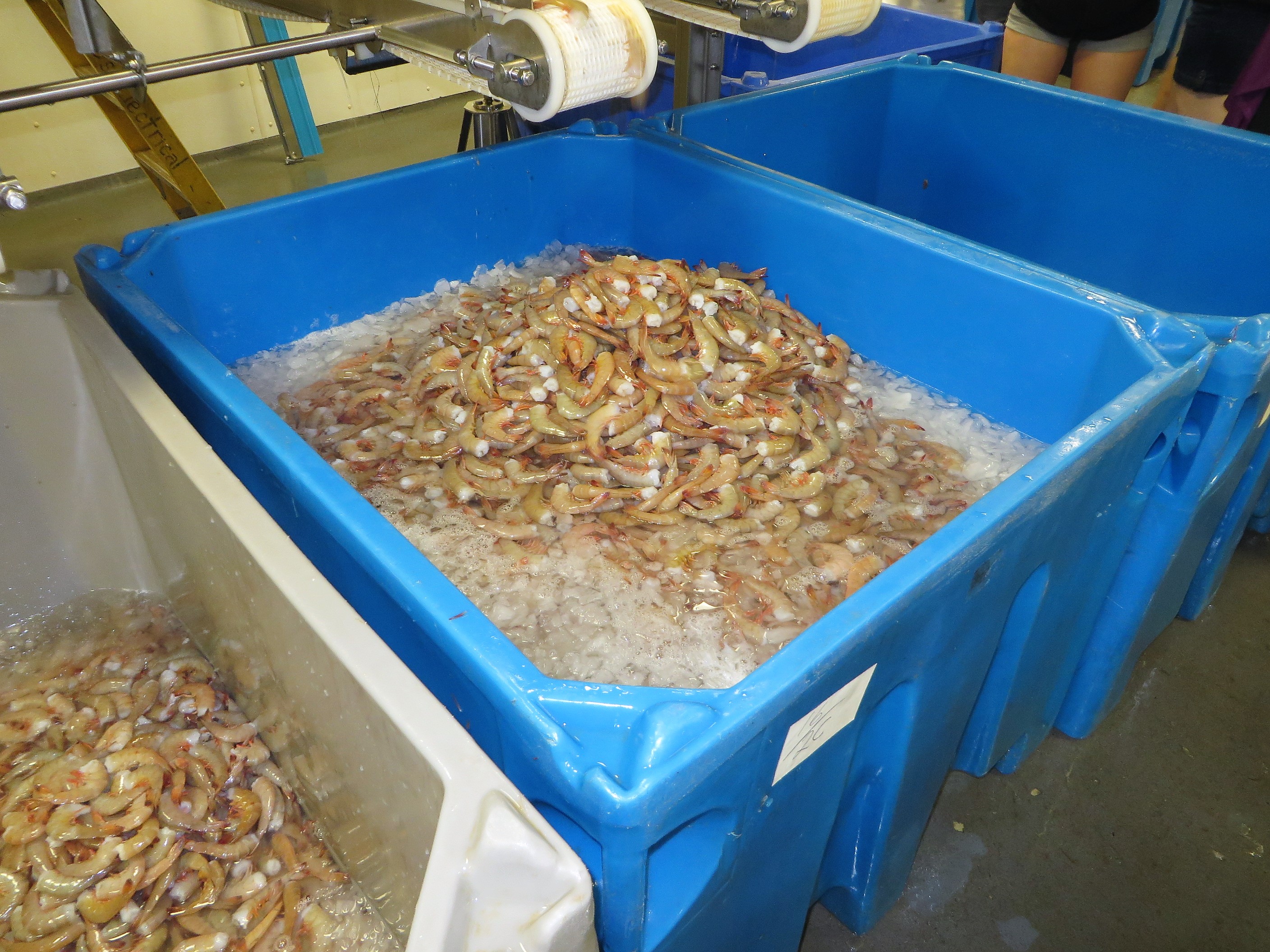 Shrimp, shrimp and more shrimp in Bayou La Batre