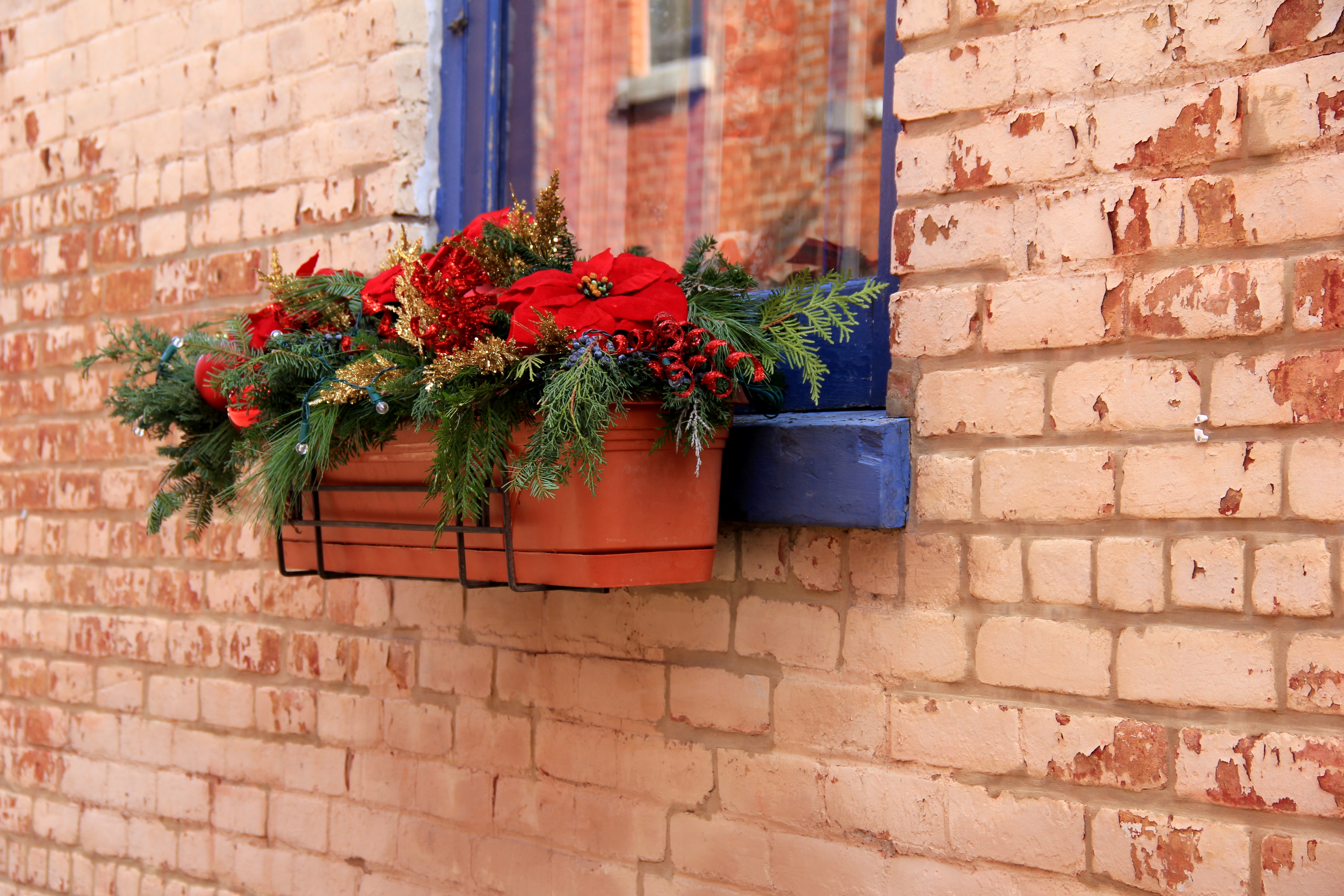 Christmas Memories Poinsettia