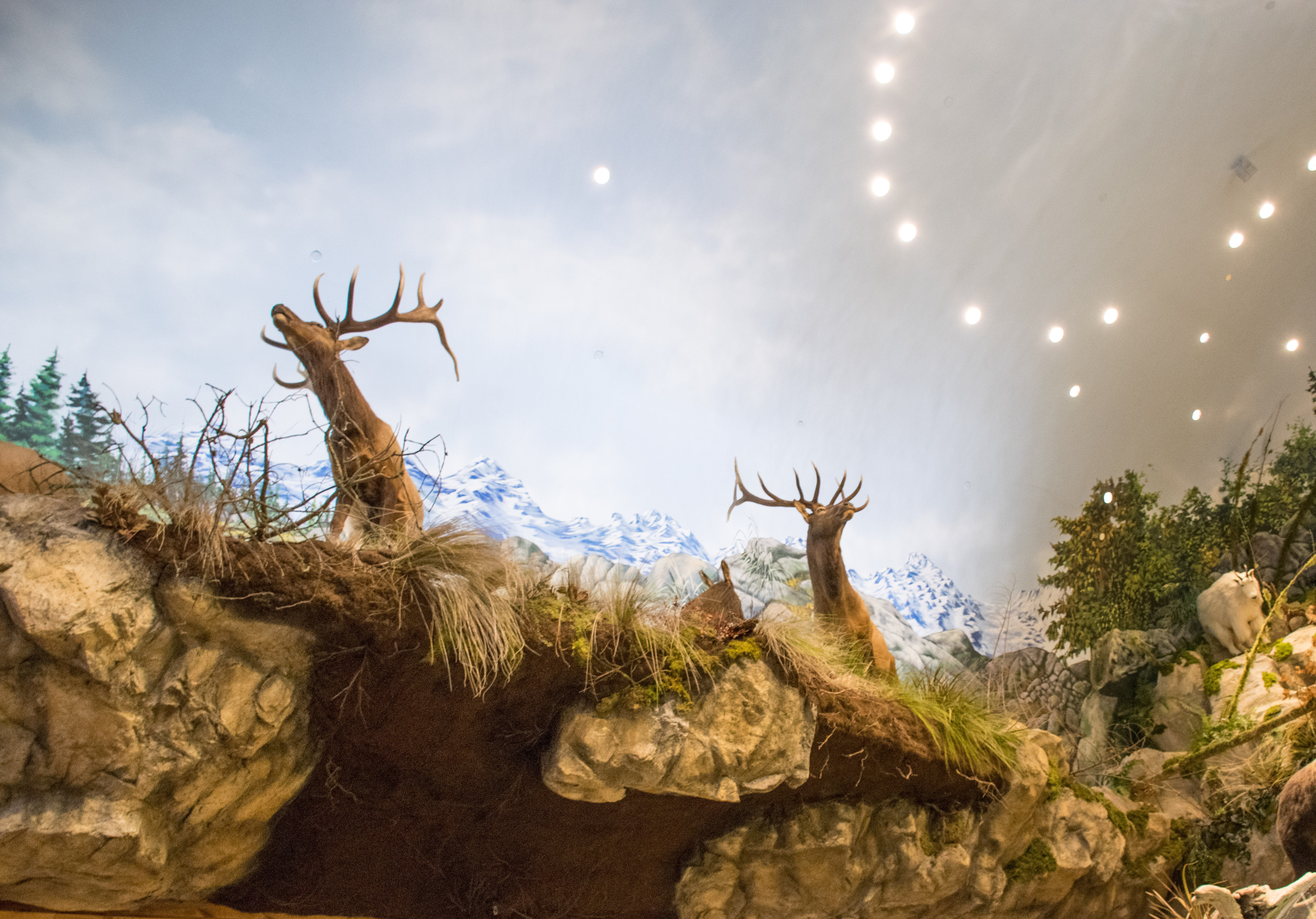 Elk in Bass Pro Store Tsawwassen Mills