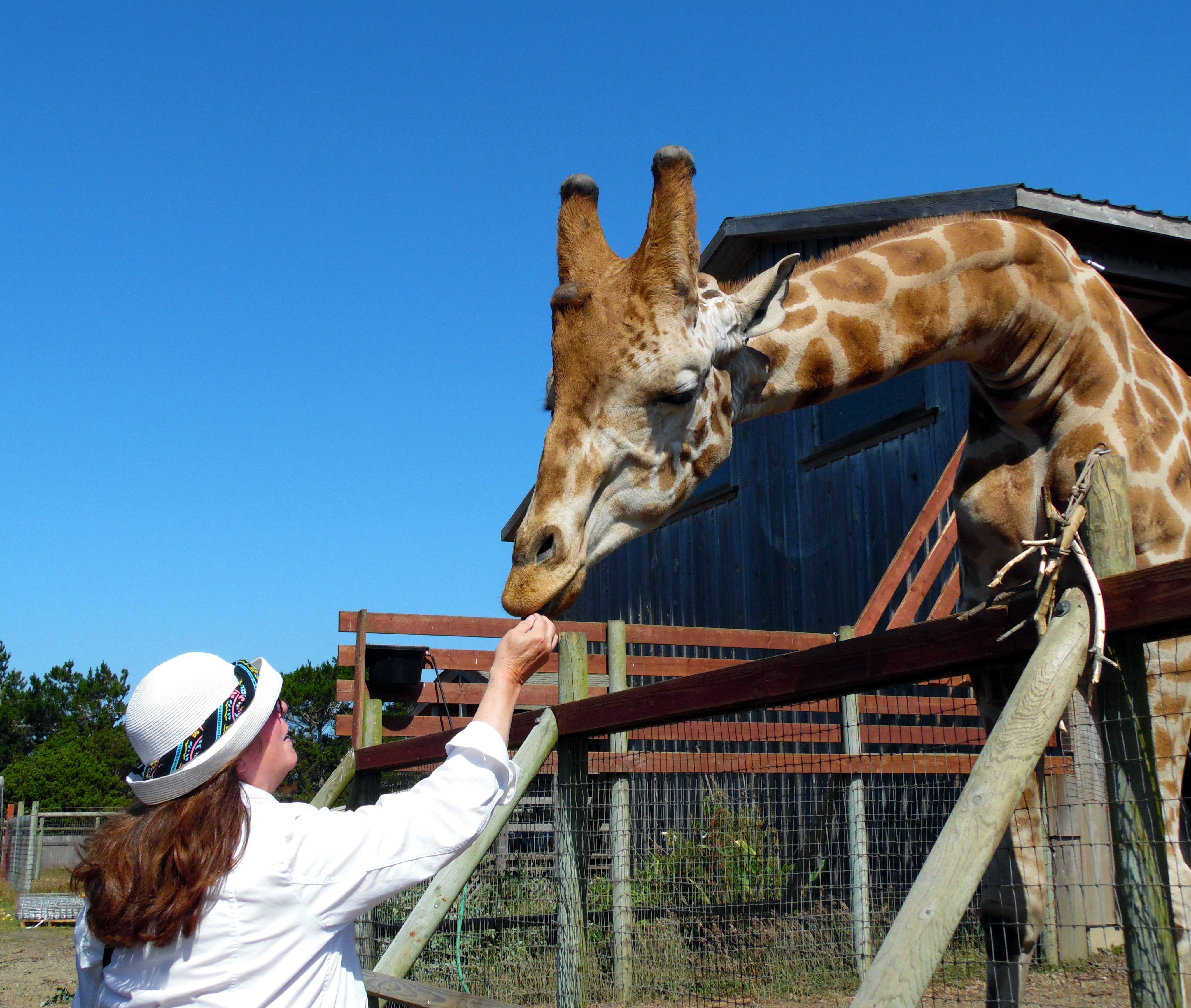 Feeding Giraffe B Bryan Preserve
