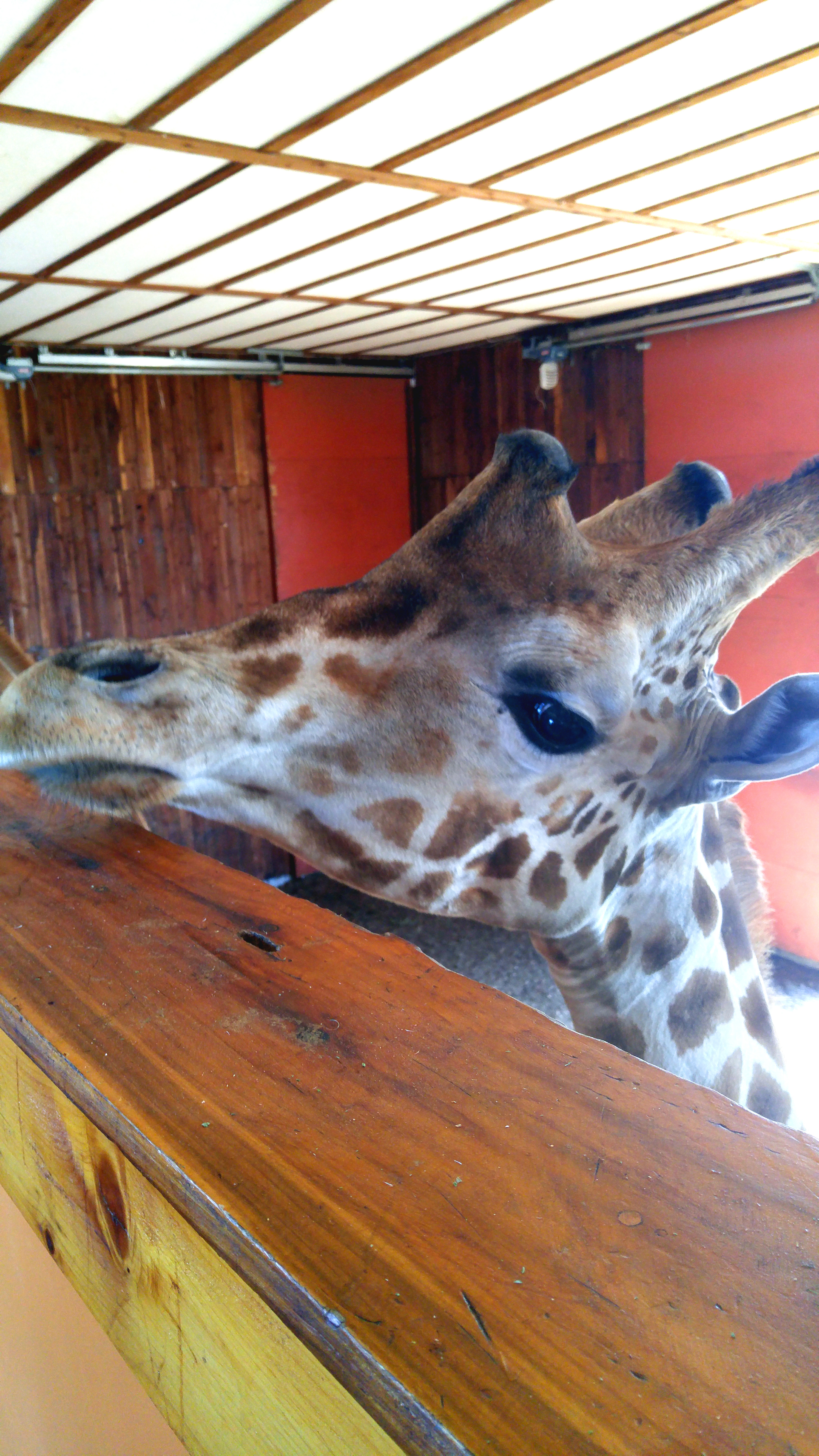 Giraffe B Bryan Preserve