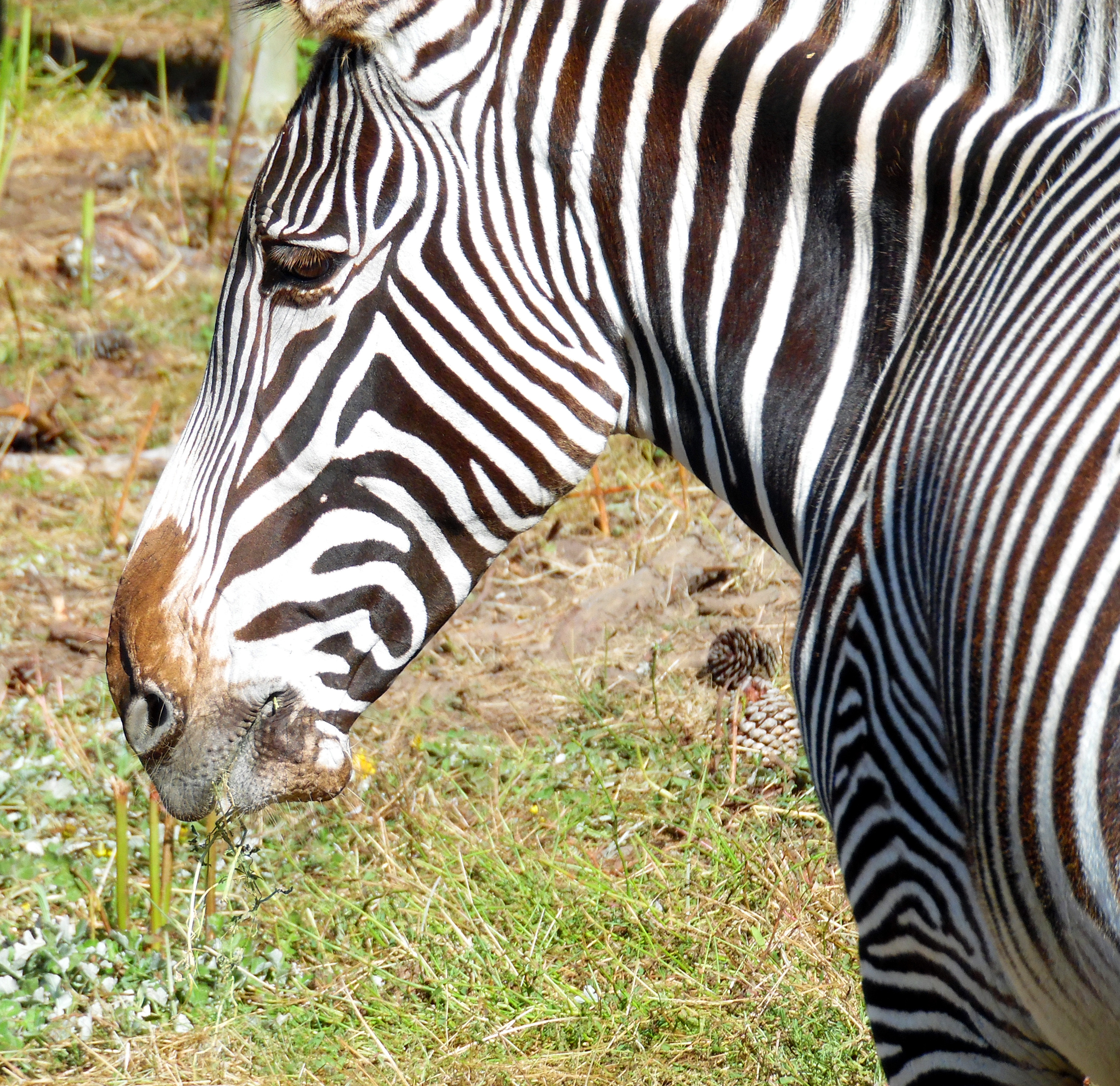 Zebra B Bryan Preserve