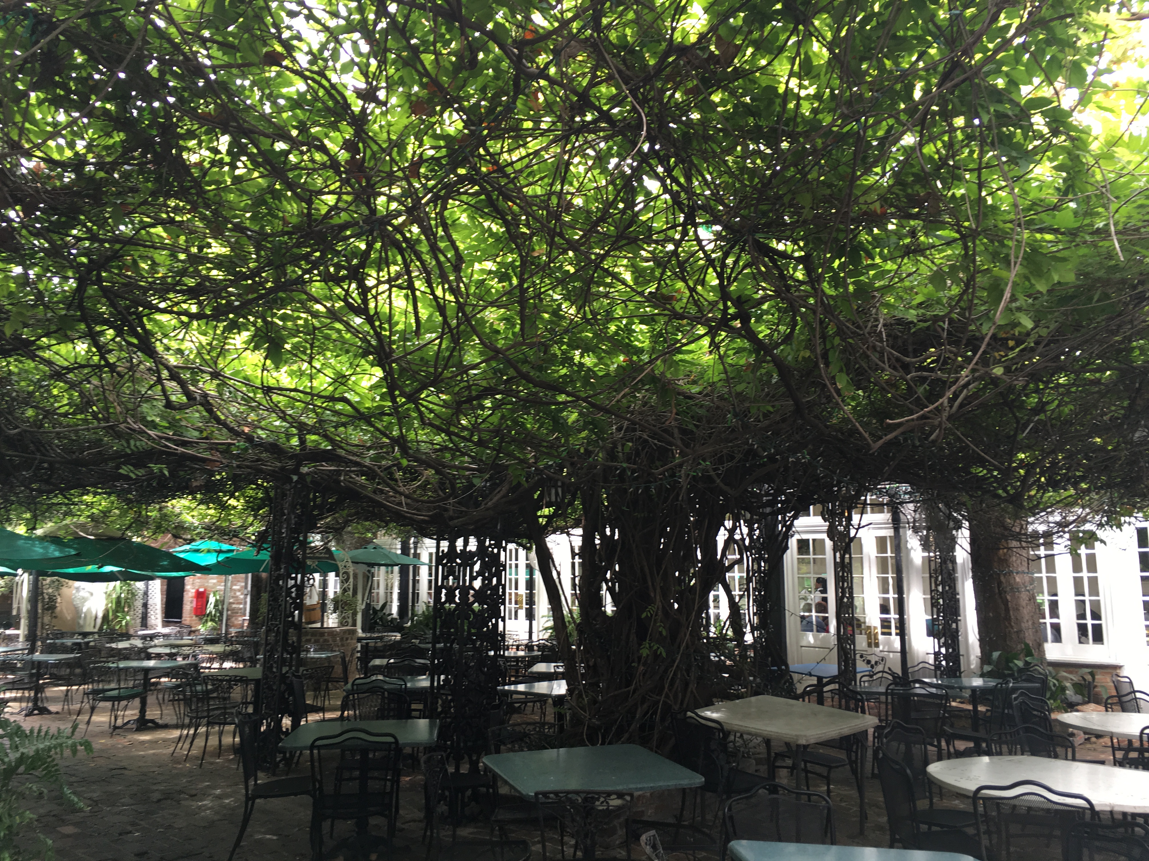 Court of Two Sisters Wisteria