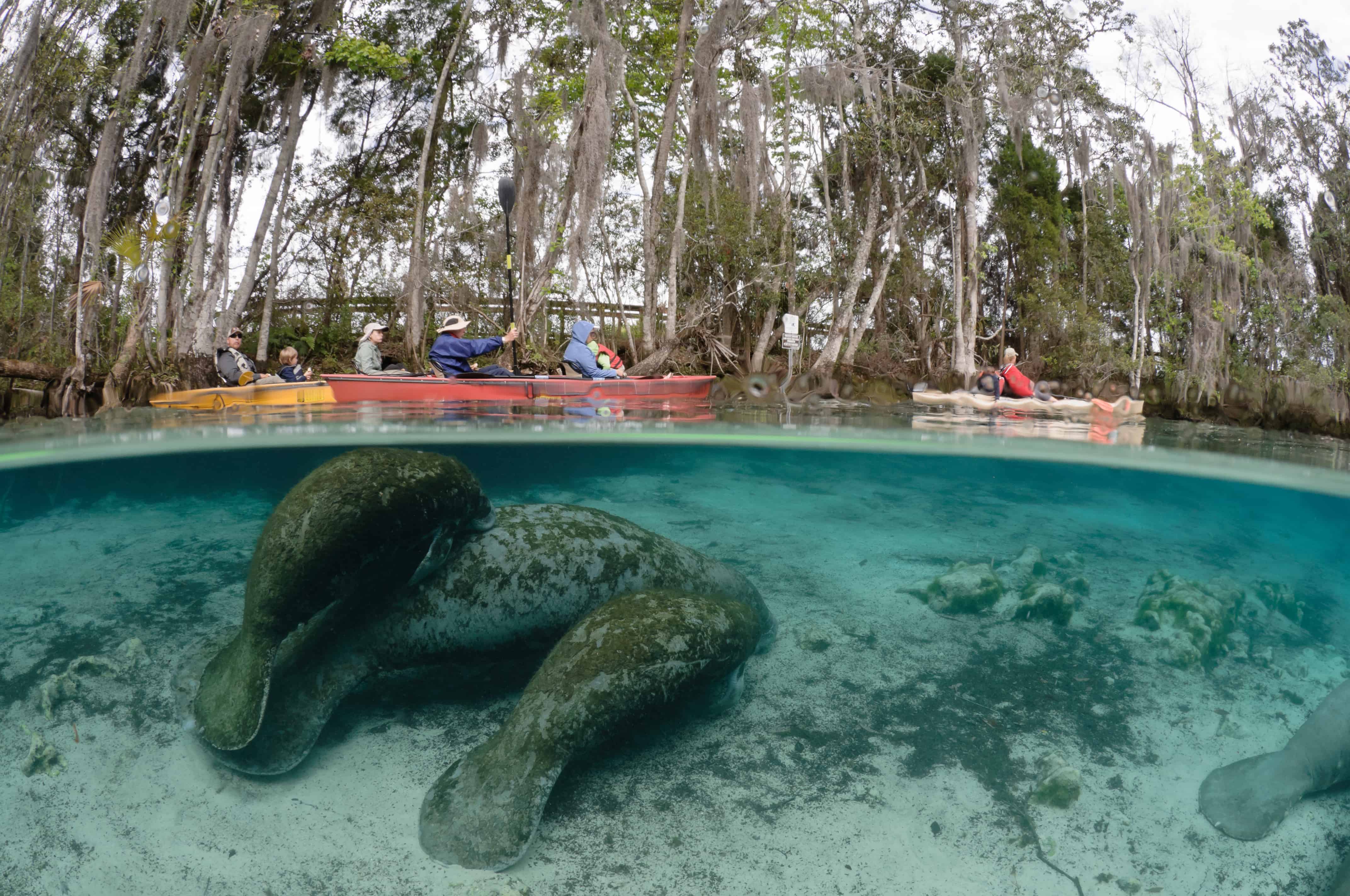 Boating with Manatees CGrant Visit Citrus