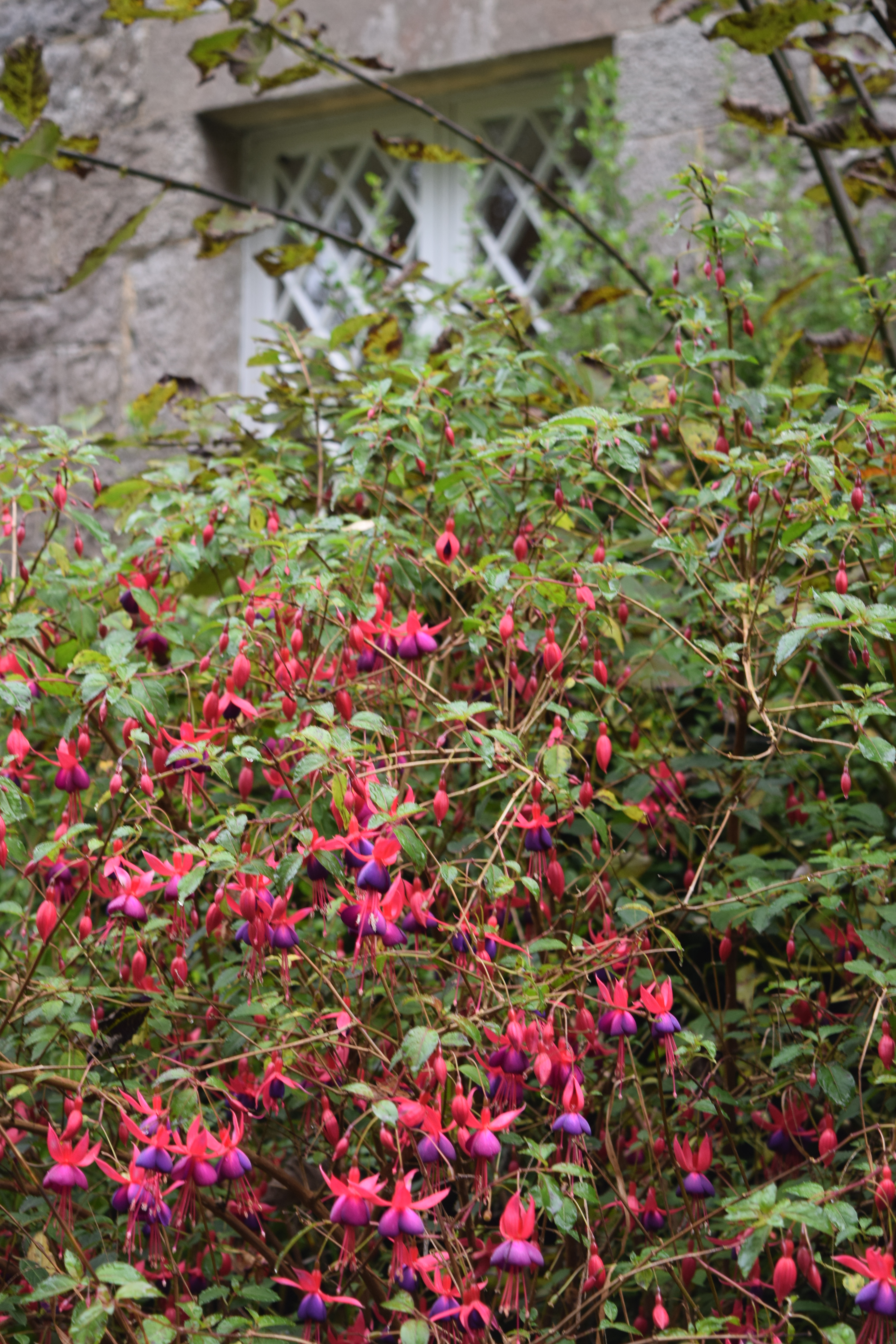 Fuschia outside kitchen window Erne View Cottage