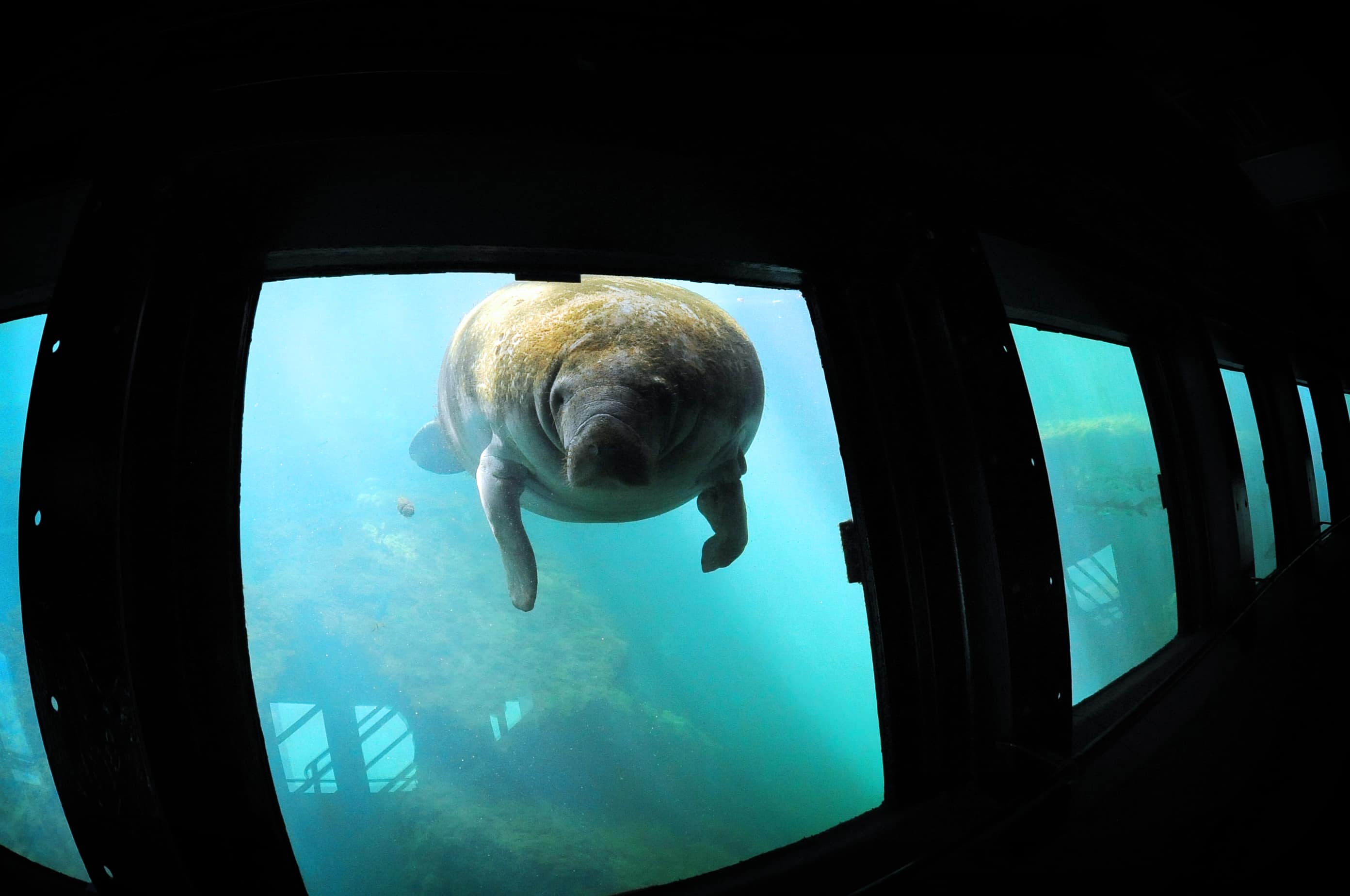 Homosassa Springs Wildlife Underwater Manatee Observatory-5