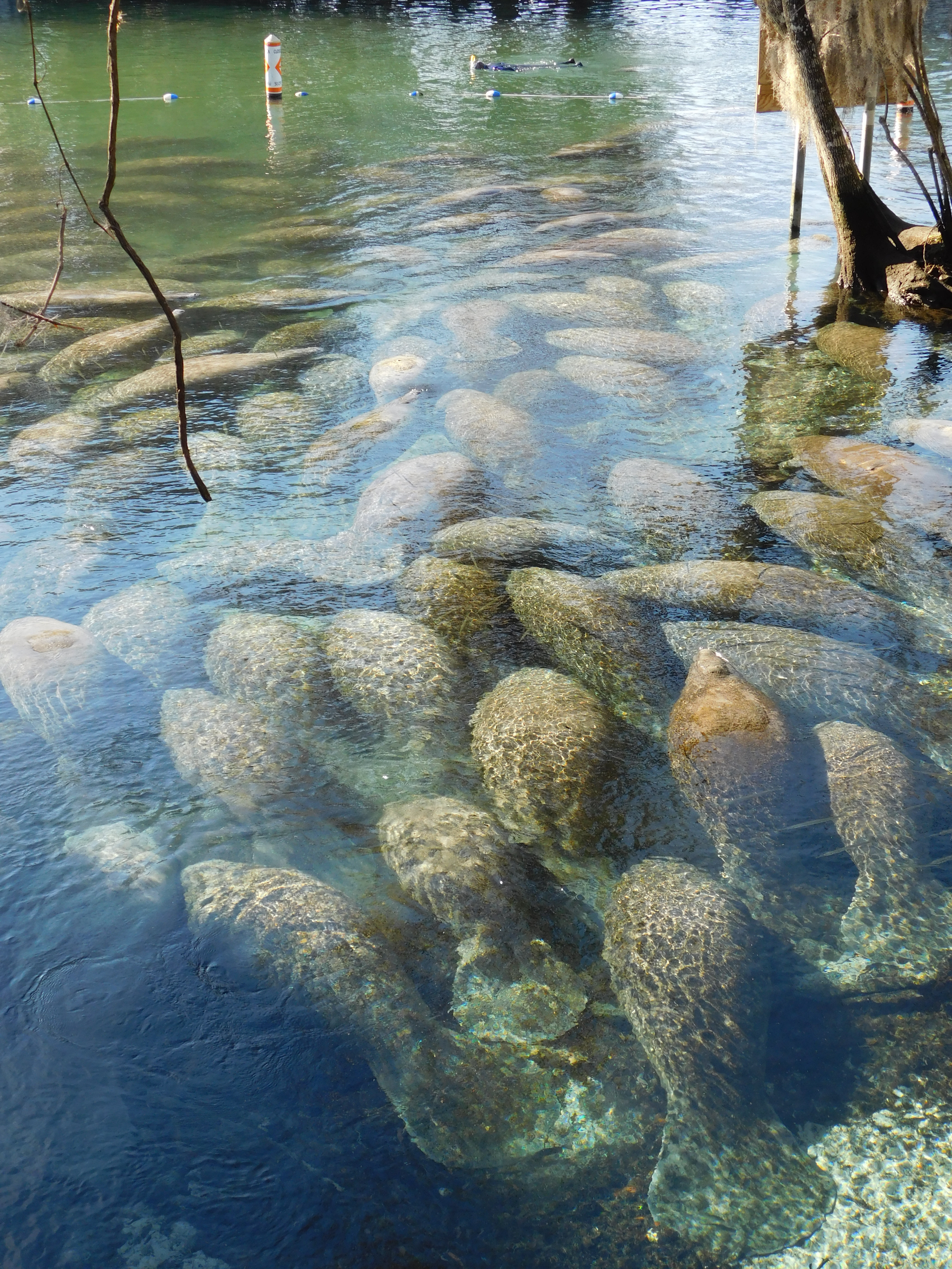 Manatees Everywhere at Three Springs Citrus County FL